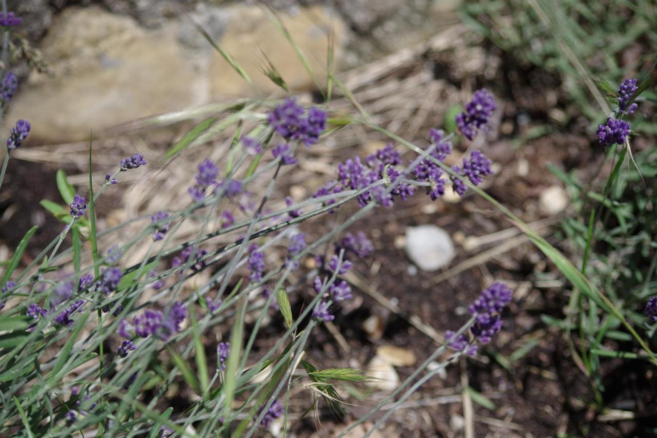 Les Chambres D Hotes De Valensole Au Pays Des Lavandes Et Proche Des Gorges Du Verdon Buitenkant foto